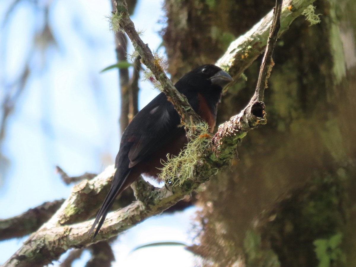 Chestnut-bellied Seed-Finch - ML640797532