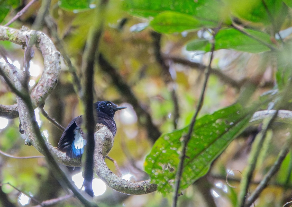 Taveuni Silktail - ML640797536