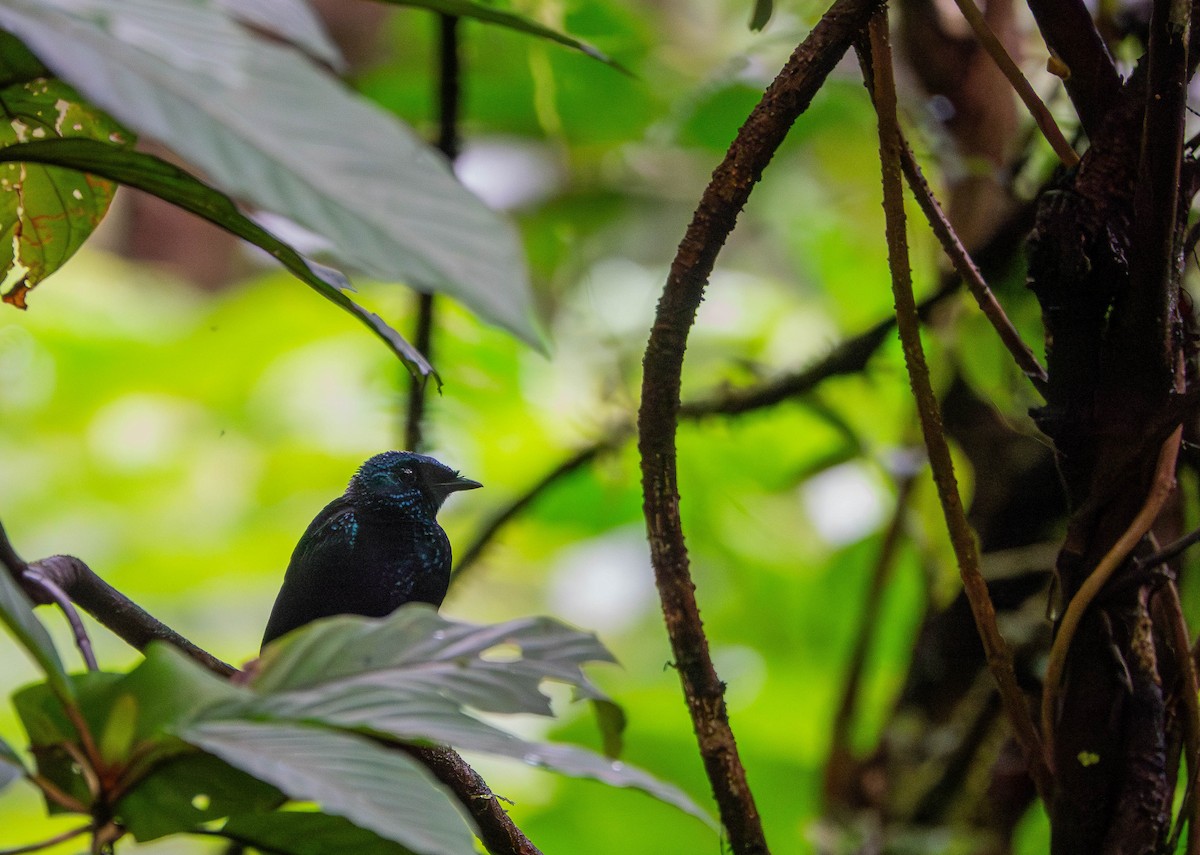 Taveuni Silktail - ML640797544