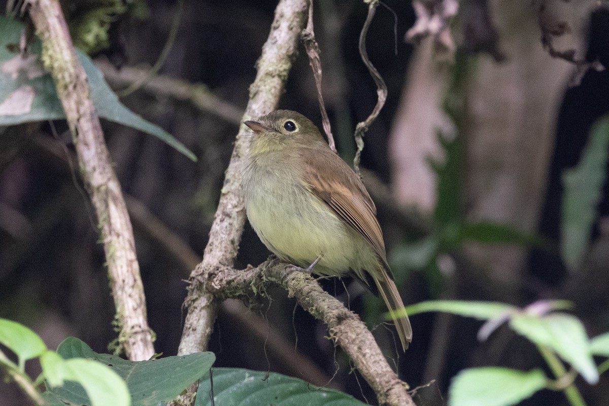 Unadorned Flycatcher - ML640797636