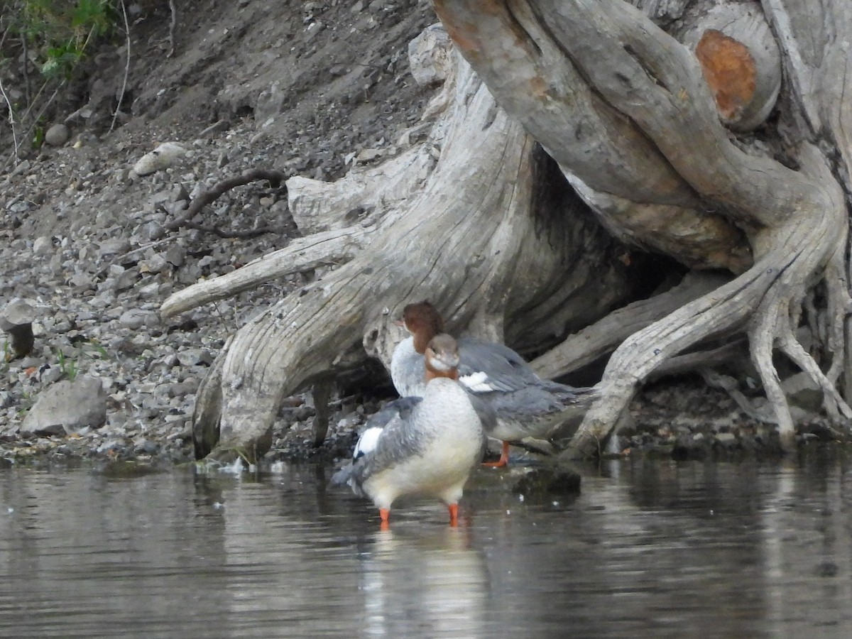 Common Merganser - ML640797662