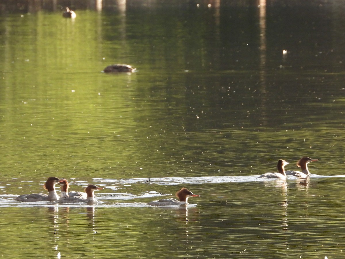 Common Merganser - ML640797663