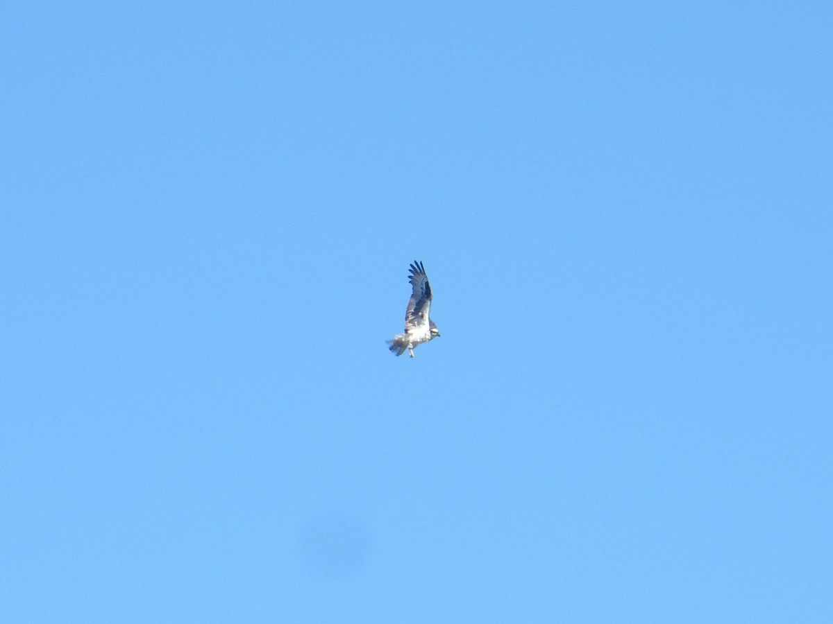 Balbuzard pêcheur - ML640797672