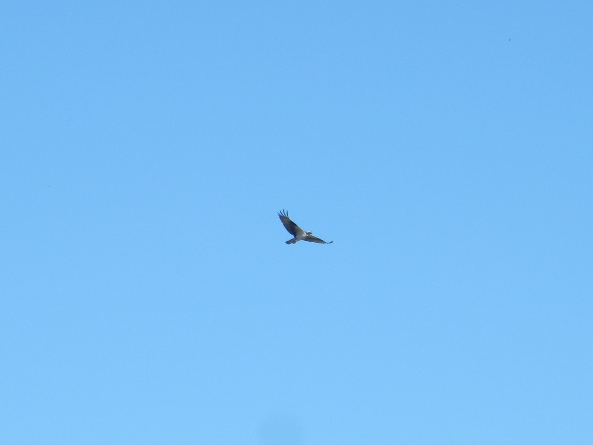Balbuzard pêcheur - ML640797673