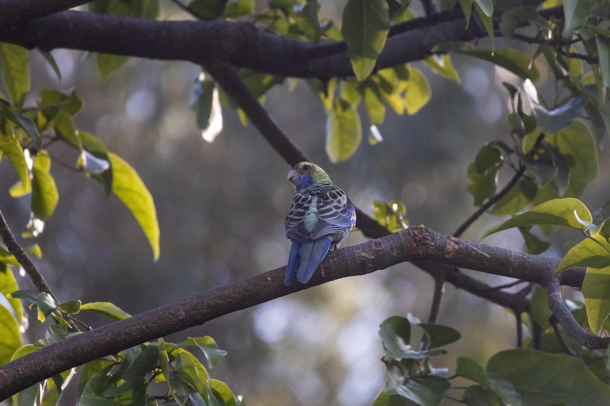 Pale-headed Rosella - ML640797741