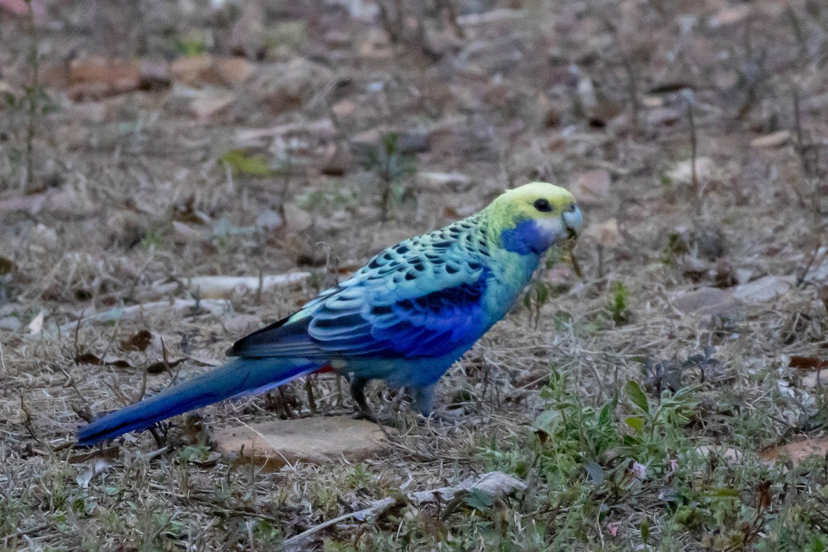 Pale-headed Rosella - ML640797743