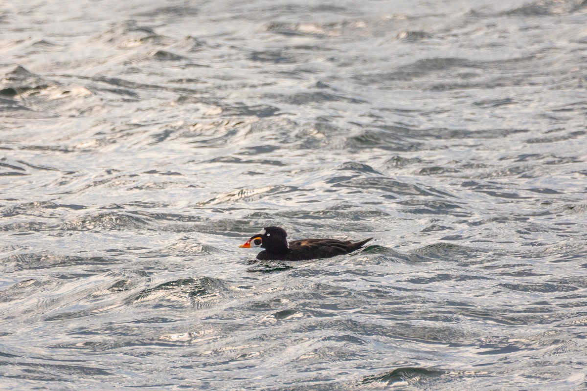 Surf Scoter - ML640797763