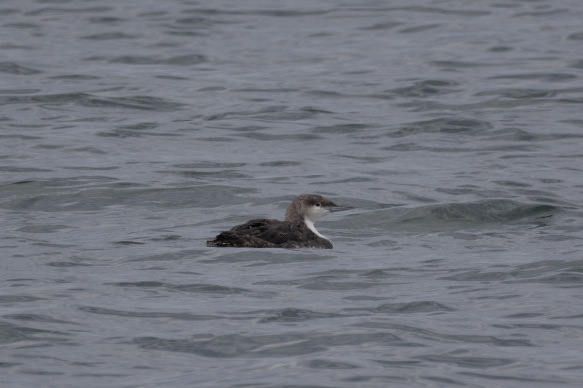 Pacific Loon - ML640797780