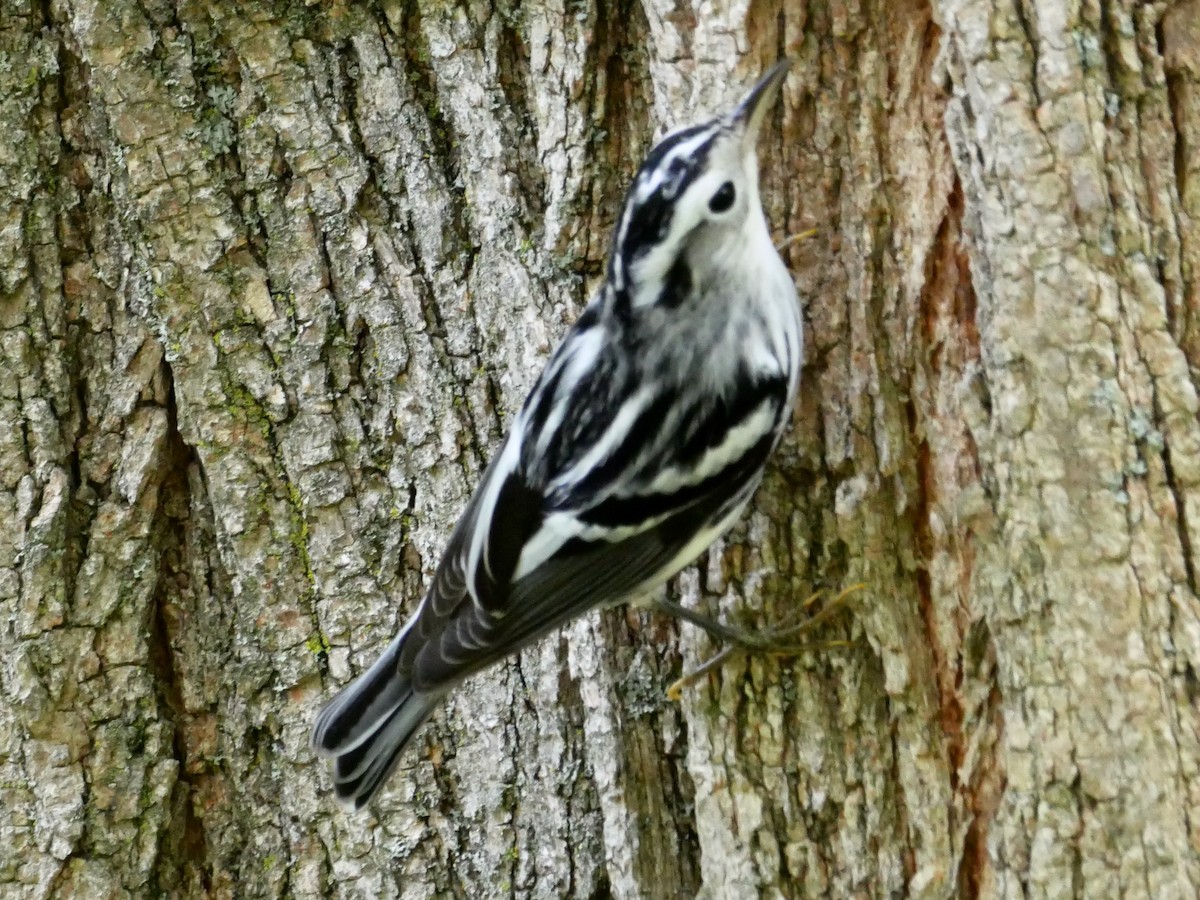 Black-and-white Warbler - ML640797797