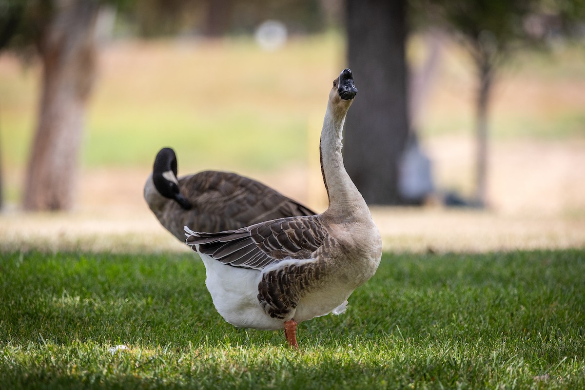 Swan Goose (Domestic type) - ML640797819