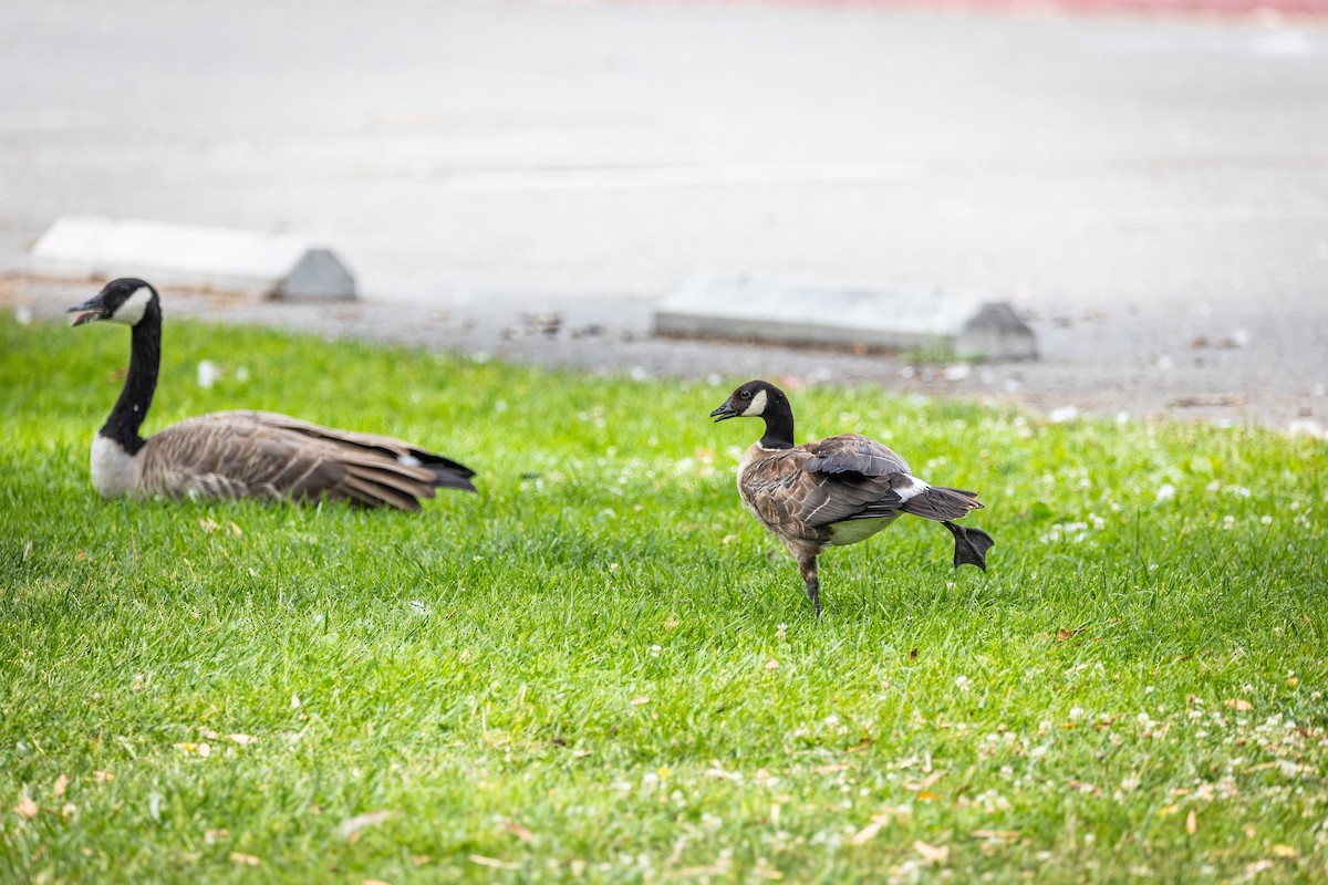 Branta kanadar txikia - ML640797830