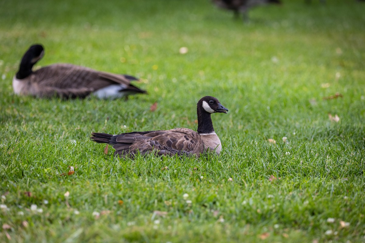 Branta kanadar txikia - ML640797831