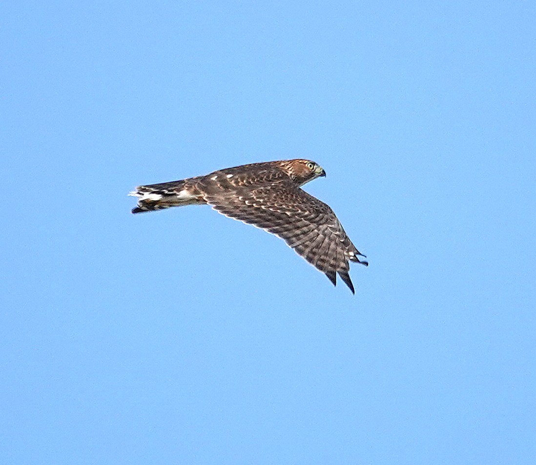 Cooper's Hawk - ML640797865