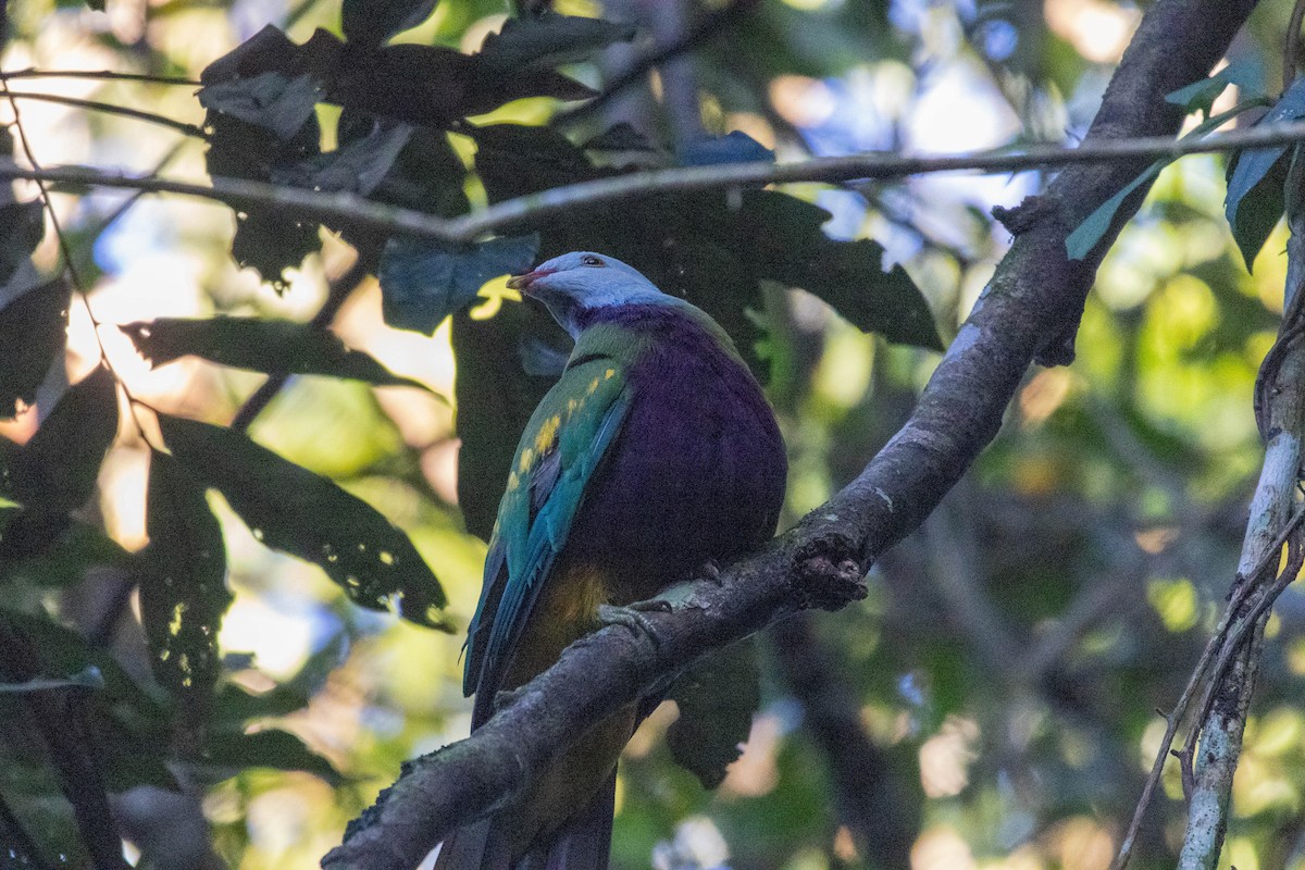 Wompoo Fruit-Dove - ML640797875