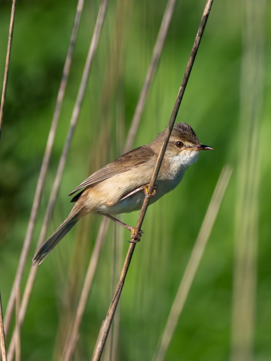 Blunt-winged Warbler - ML640797889