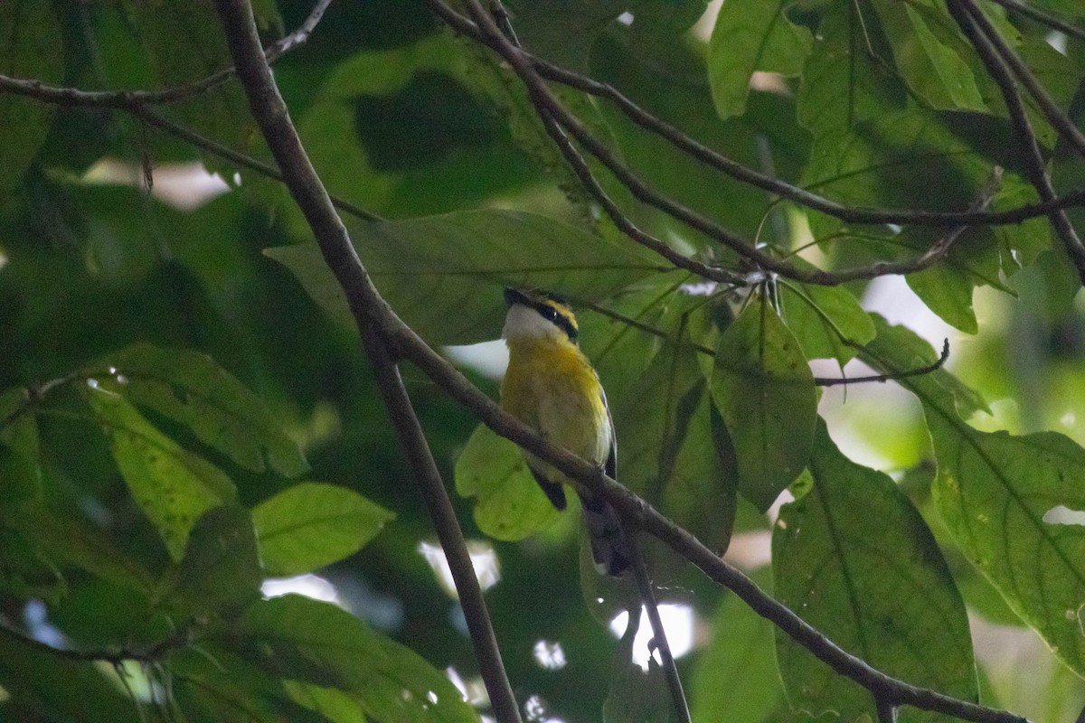 Yellow-breasted Boatbill - ML640797890