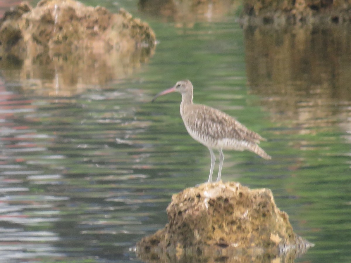Eurasian Whimbrel (Siberian) - ML640797901