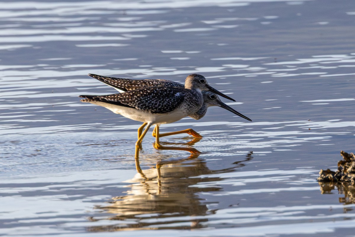 Greater Yellowlegs - ML640797904