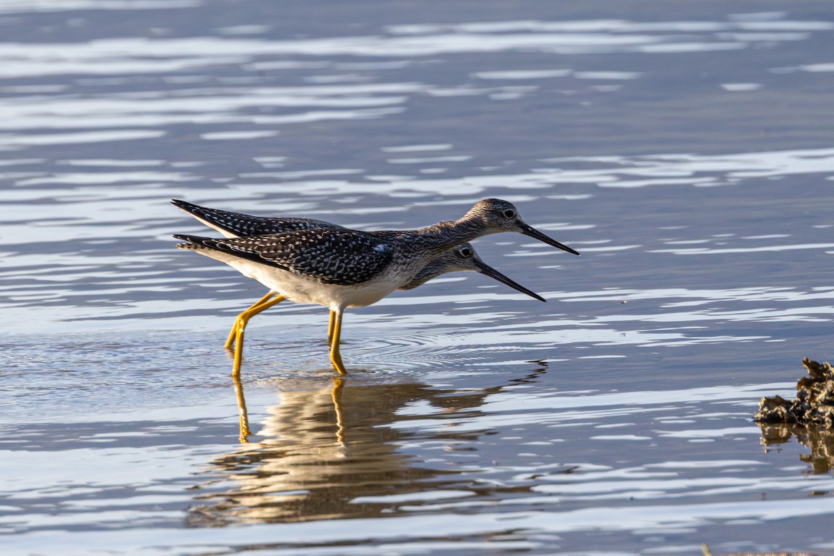 Greater Yellowlegs - ML640797905