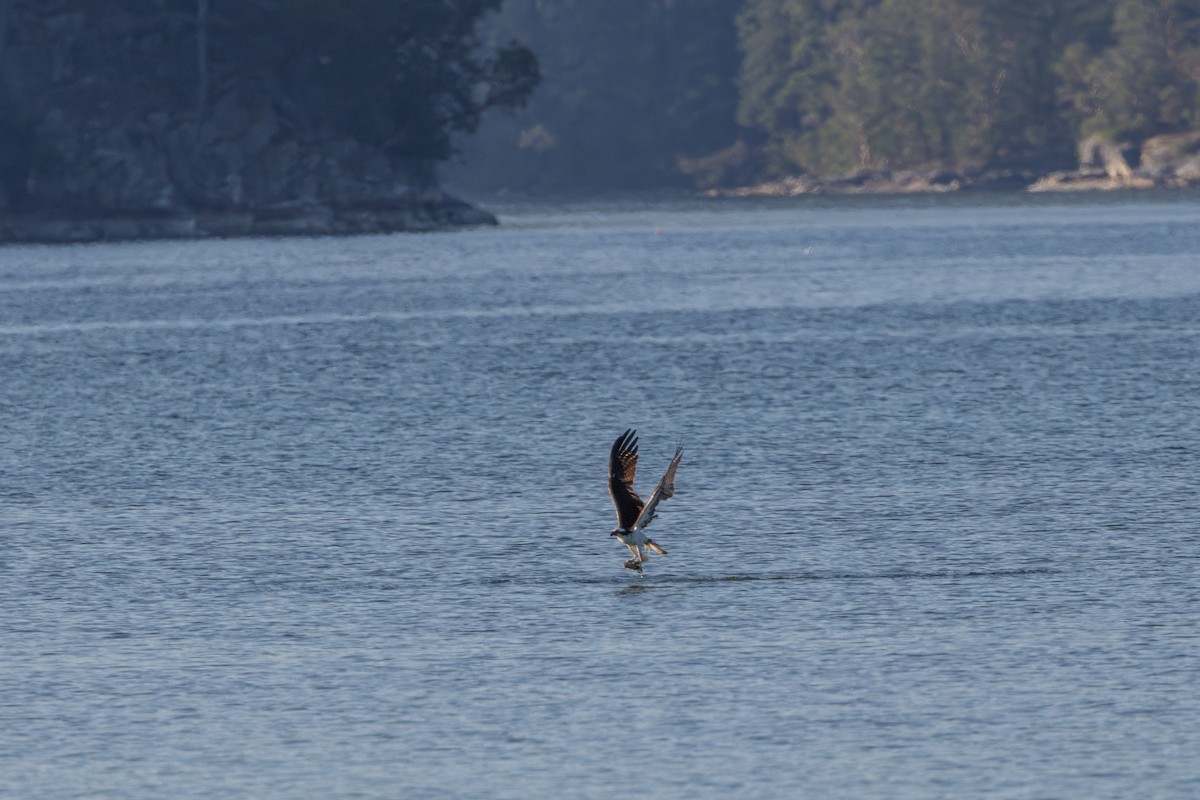 Загасч явлаг - ML640797910