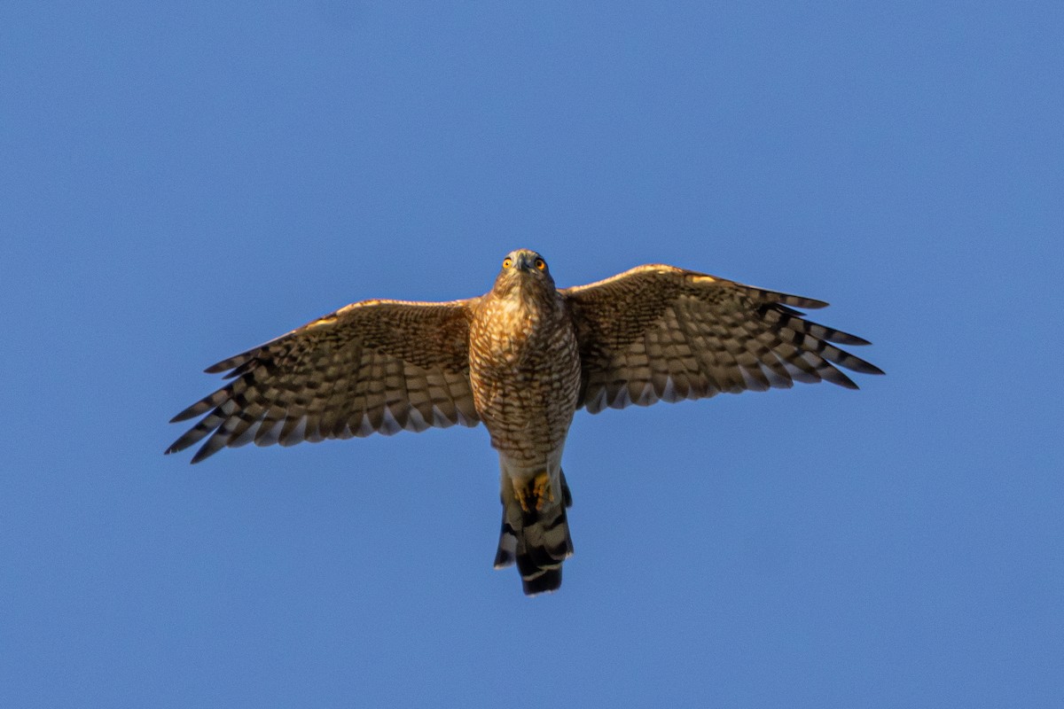 Cooper's Hawk - ML640797915