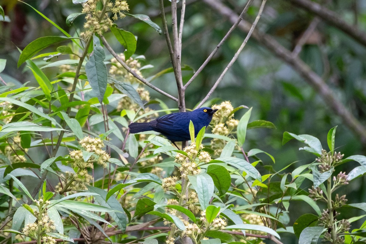Deep-blue Flowerpiercer - ML640797962