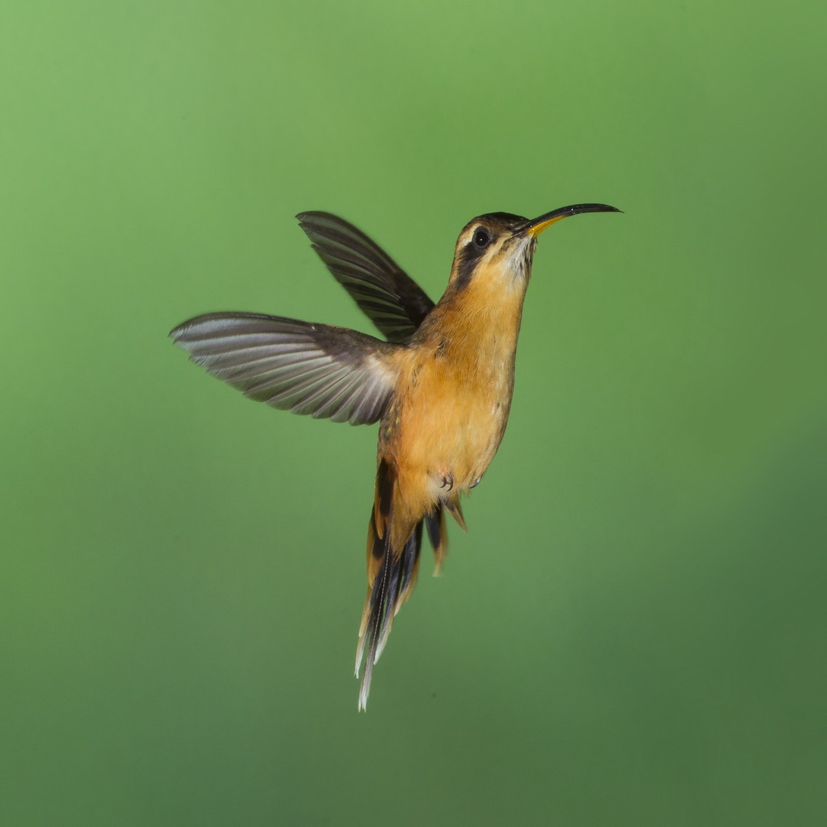 Gray-chinned Hermit - Peter Hawrylyshyn