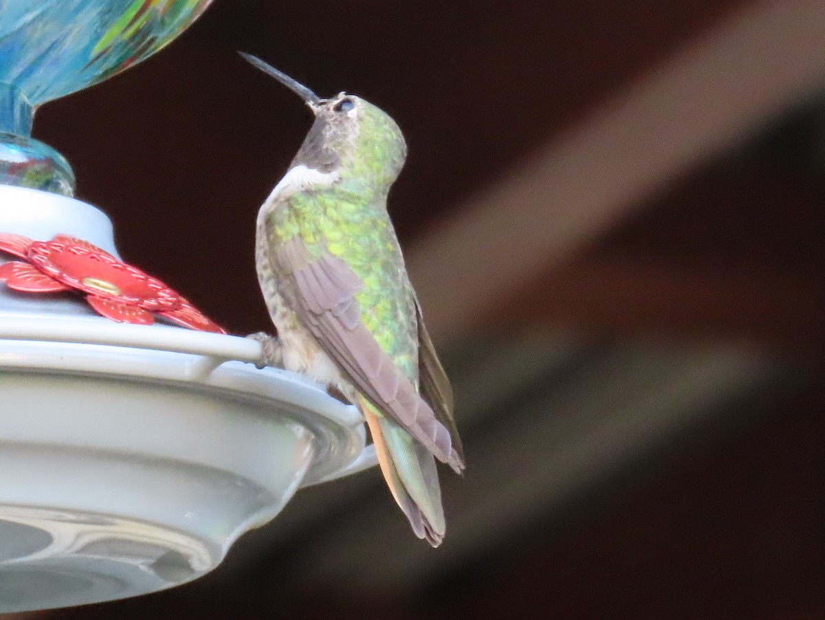Broad-tailed Hummingbird - ML640798045