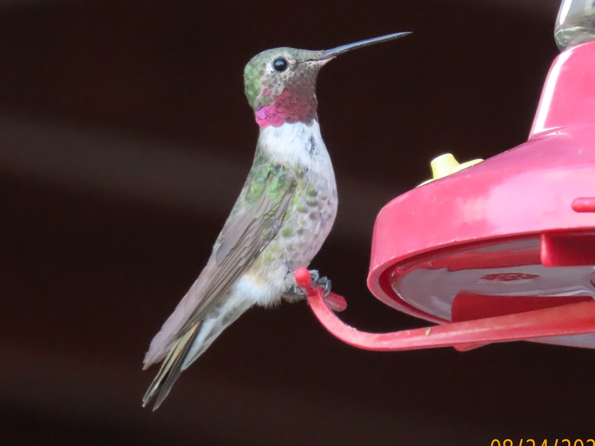 Broad-tailed Hummingbird - ML640798046