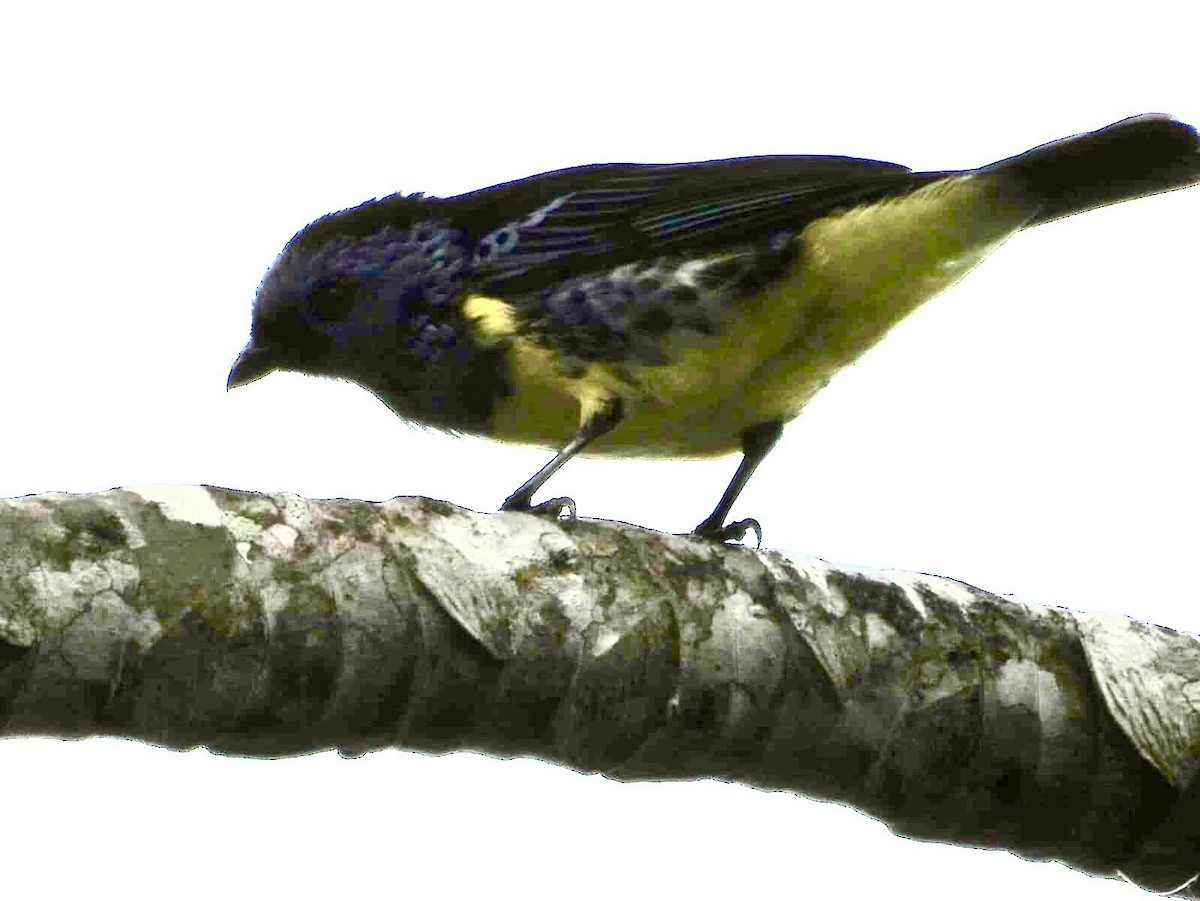 Turquoise Tanager - ML640798082