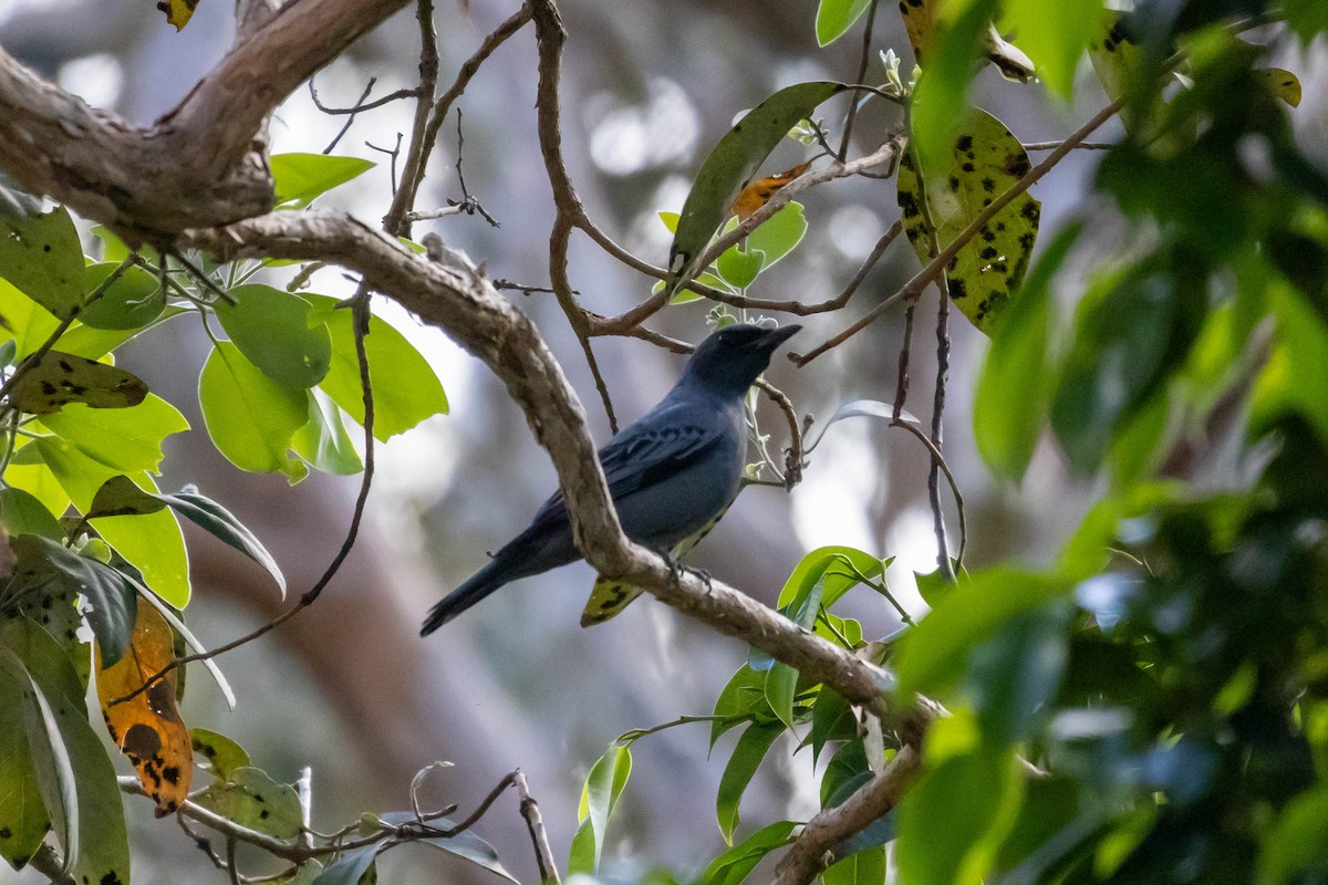 Sahul Cicadabird - ML640798092