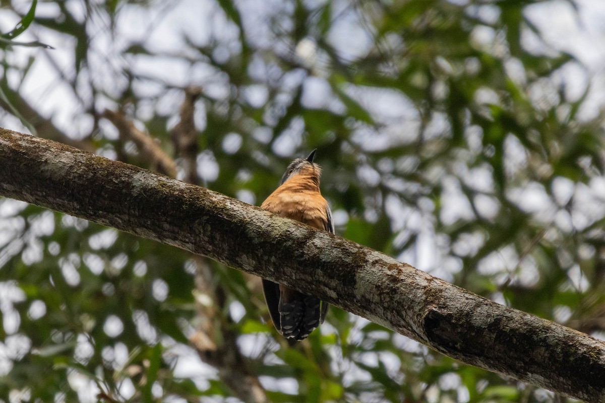 Chestnut-breasted Cuckoo - ML640798099