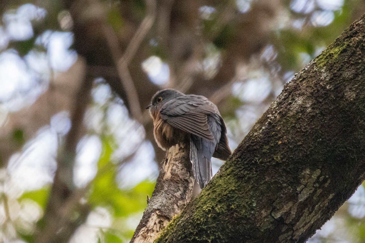 Chestnut-breasted Cuckoo - ML640798100