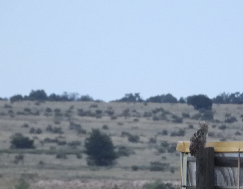 Great Horned Owl - ML640798128