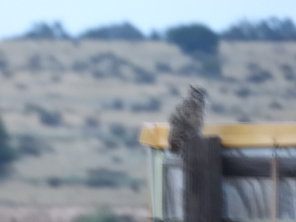 Great Horned Owl - ML640798158