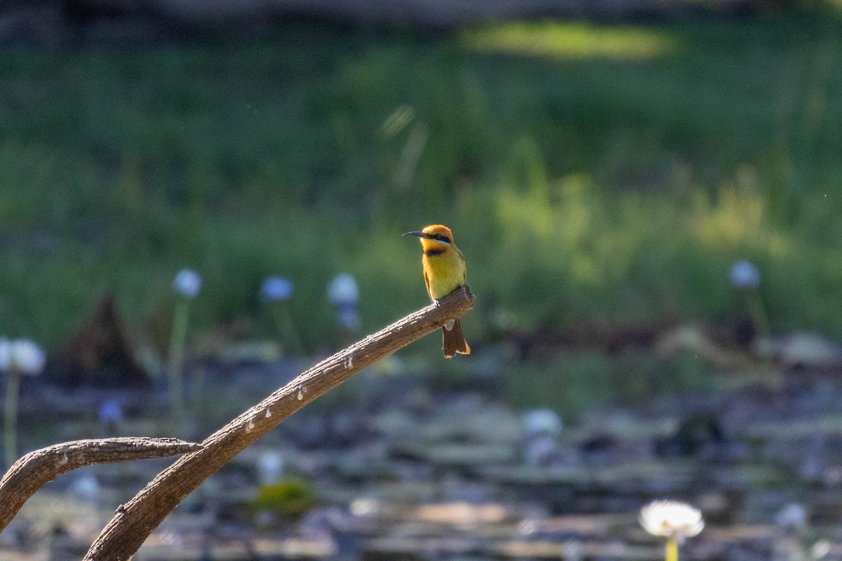 Rainbow Bee-eater - ML640798170