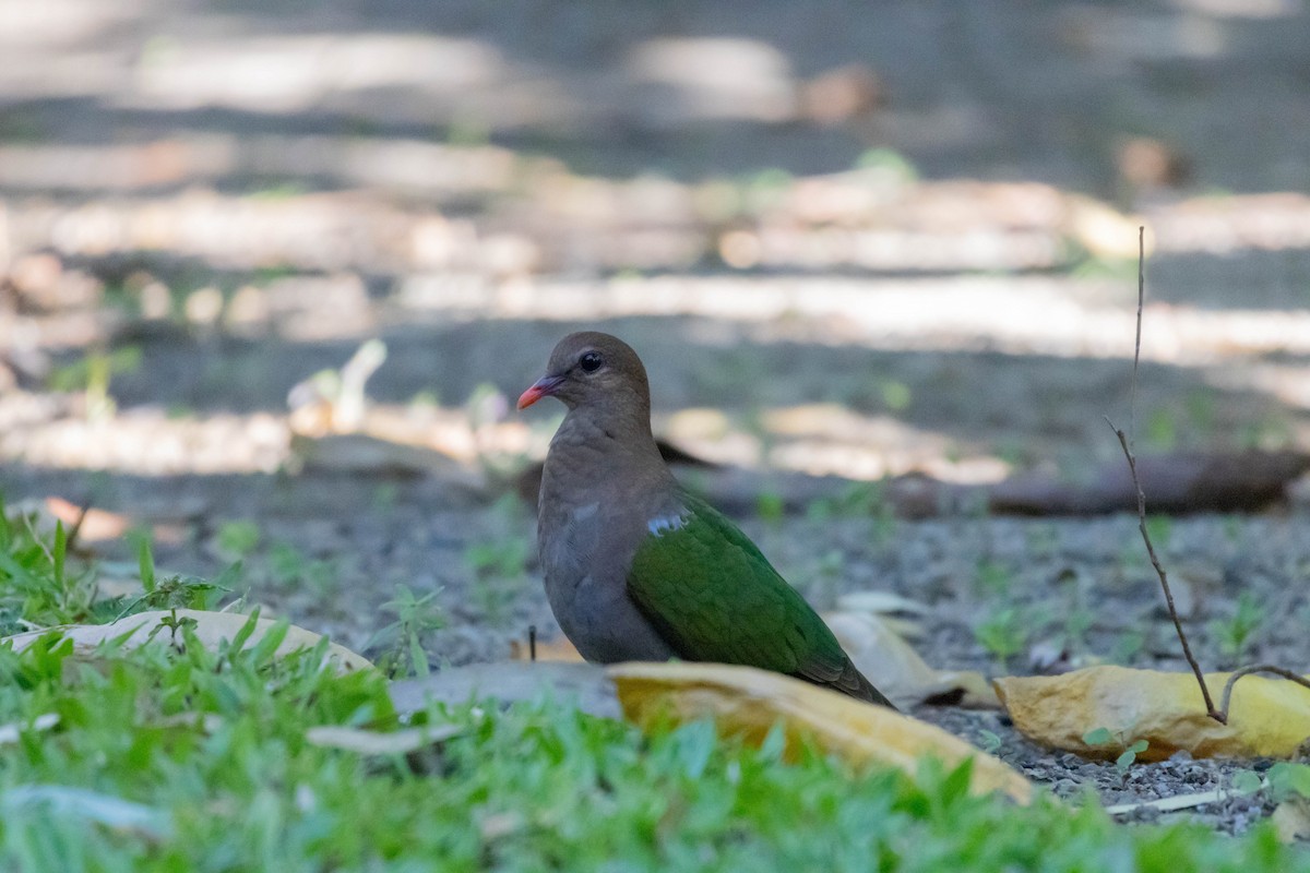 Pacific Emerald Dove - ML640798181