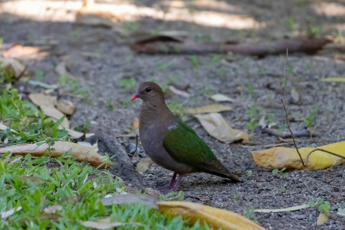 Pacific Emerald Dove - ML640798182