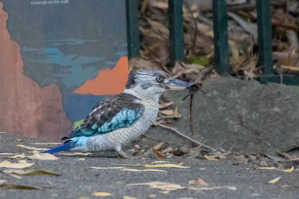 Blauflügelliest - ML640798185