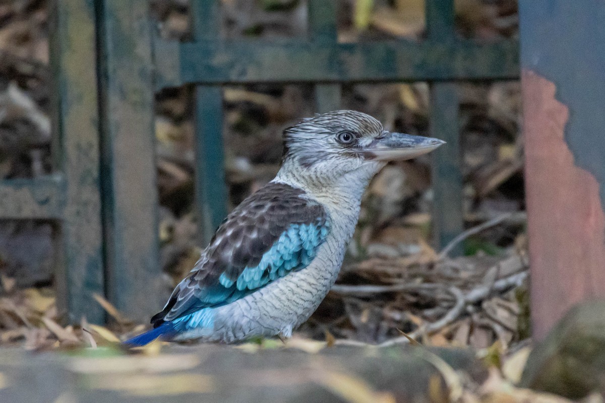 Blauflügelliest - ML640798186