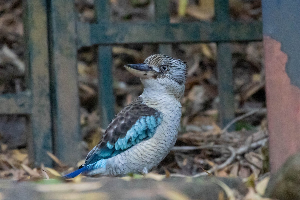 Blauflügelliest - ML640798188