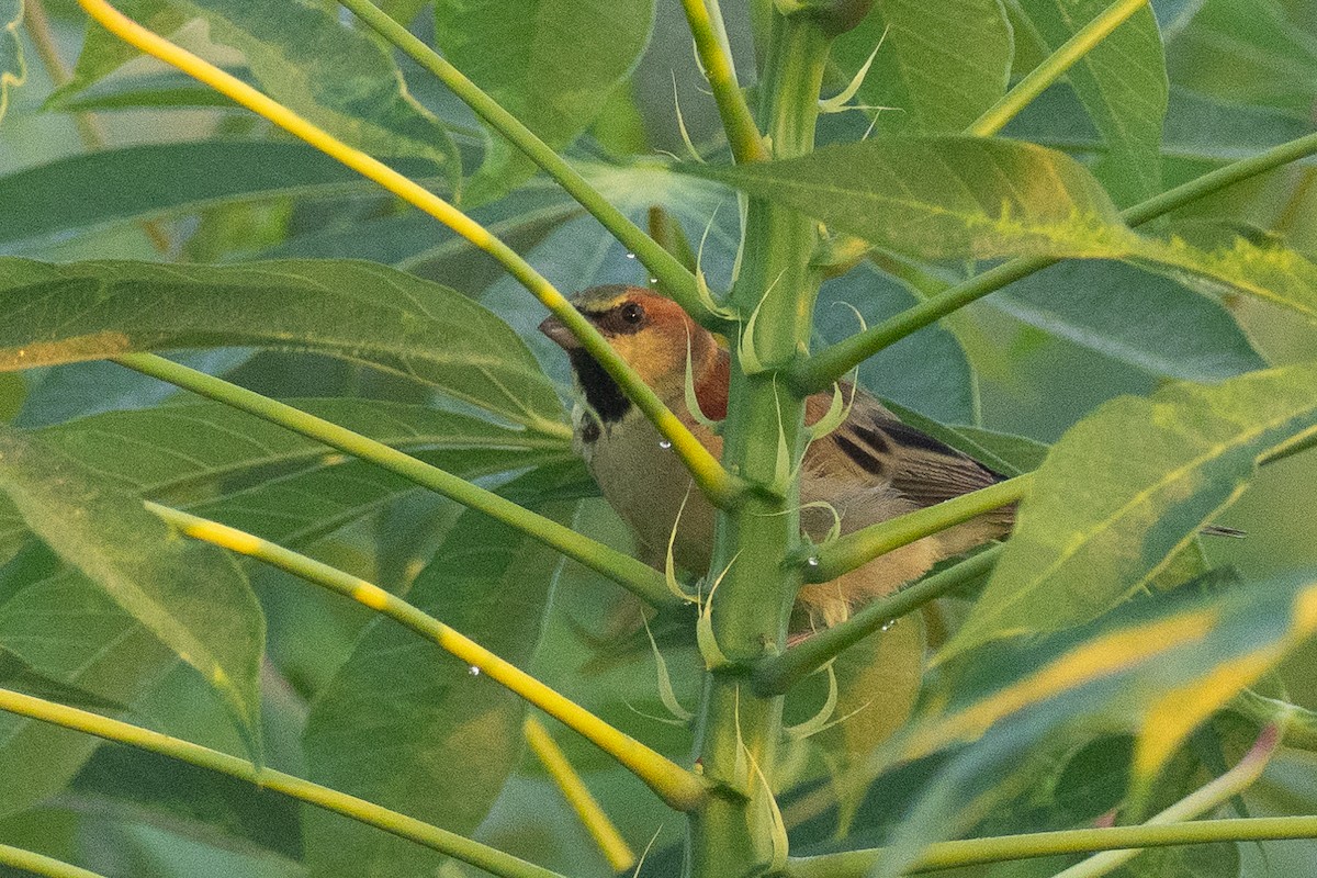 Plain-backed Sparrow - ML640798198