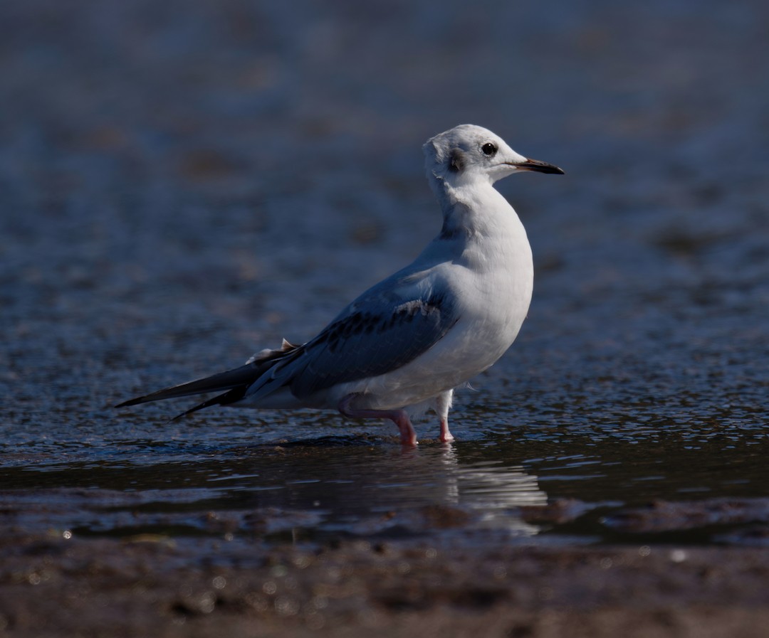Gaviota de Bonaparte - ML640798199