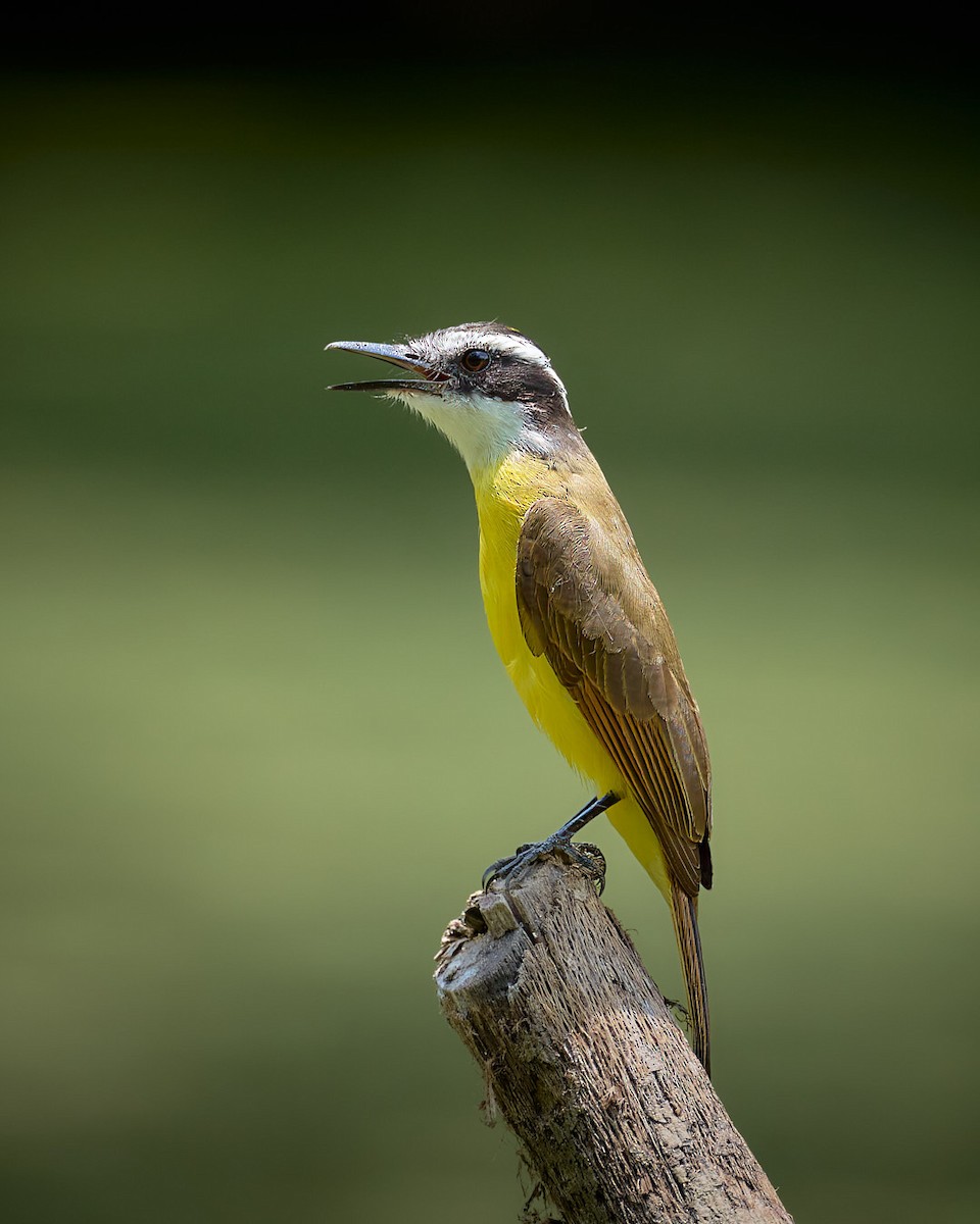Lesser Kiskadee - ML640798223