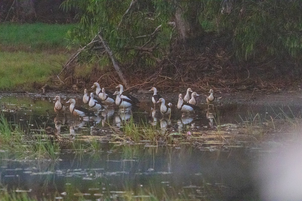Radjah Shelduck - ML640798254