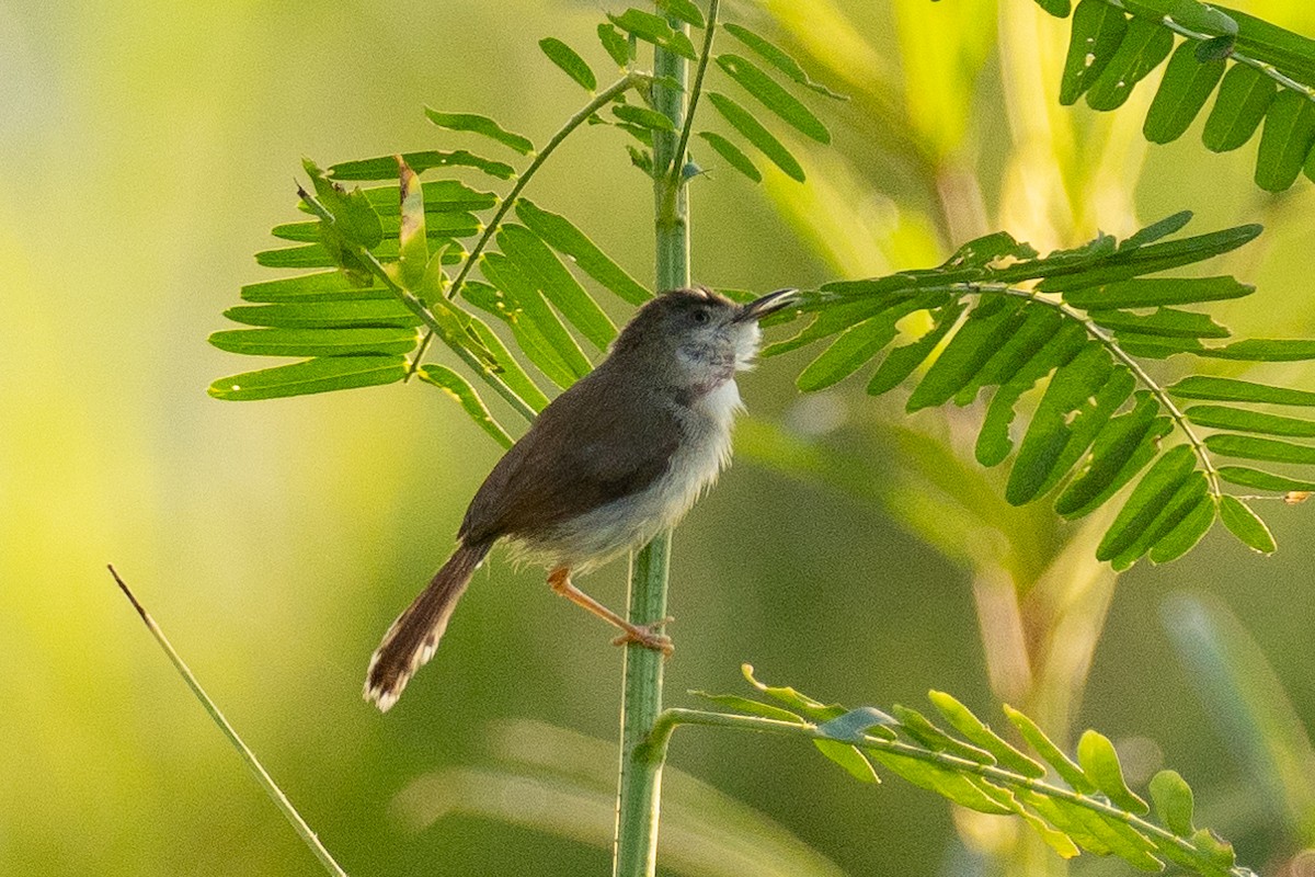 Rufescent Prinia - ML640798268