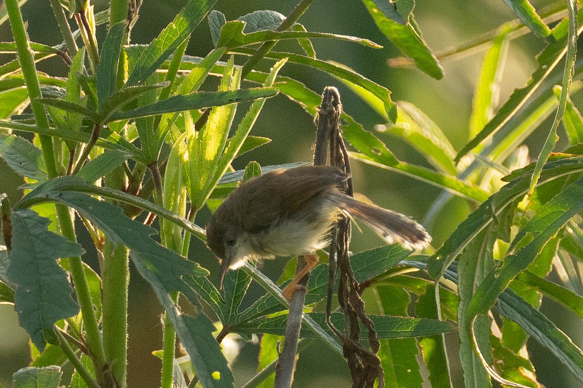 Rufescent Prinia - ML640798270