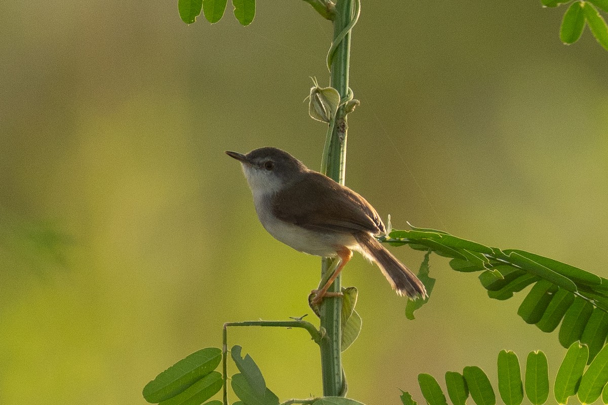 Rufescent Prinia - ML640798271