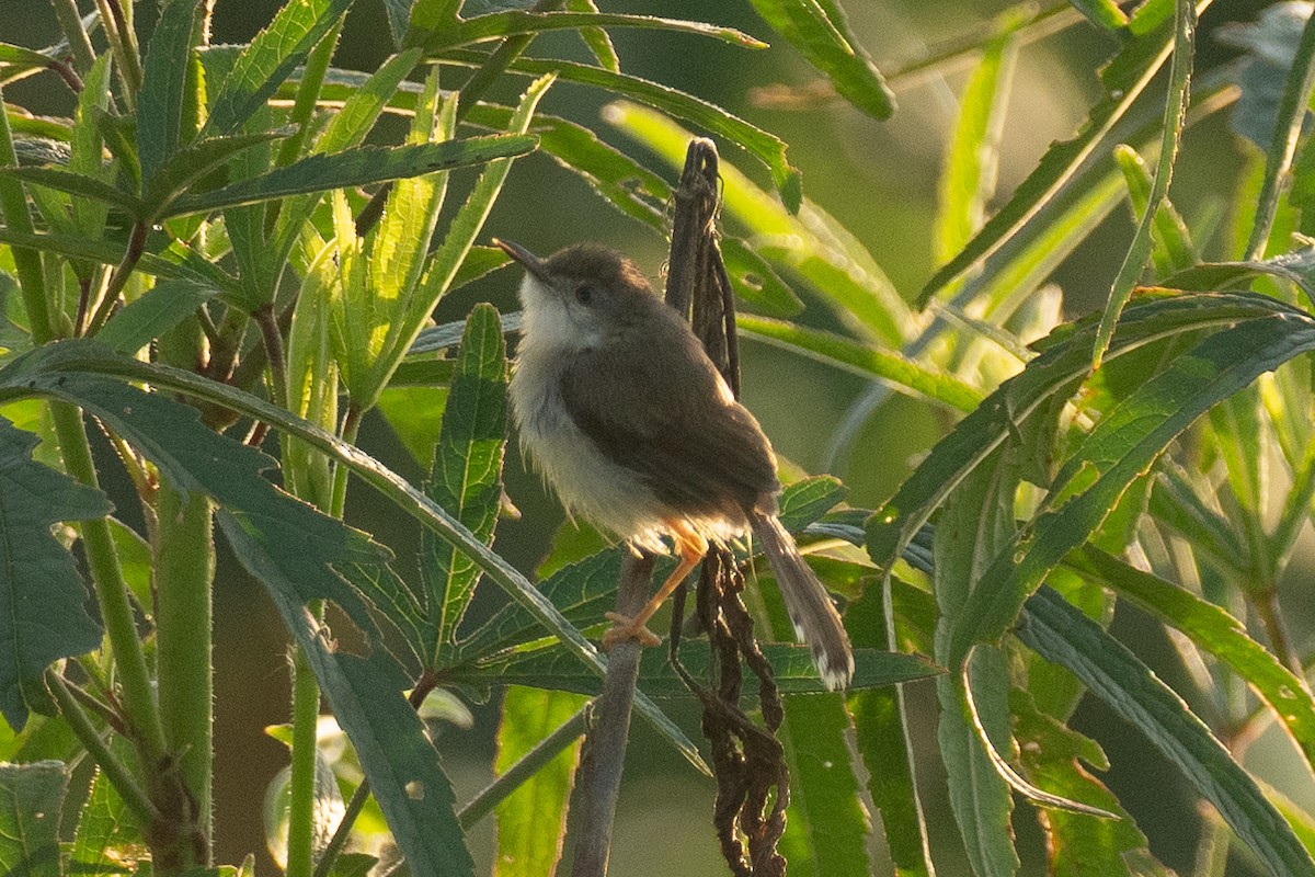 Rufescent Prinia - ML640798272