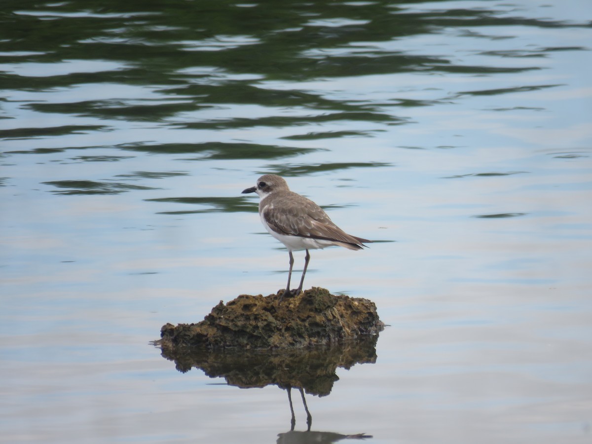Greater Sand-Plover - ML640798311